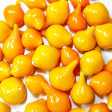 Sementes De Pimenta Biquinho Amarela 100% Natural Isla