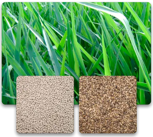 Capim Brachiaria Decumbens Semente Incrustada 10kg