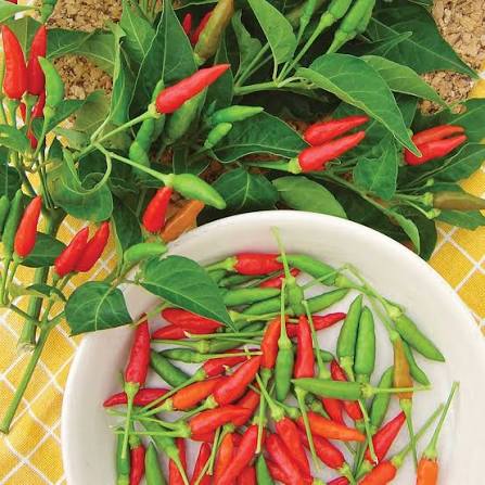 Sementes De Pimenta Malagueta Natural Sem Agrotoxico Isla