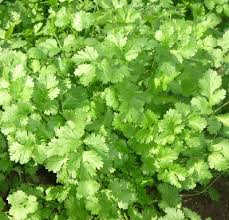Sementes De Coentro Verdão 500g Topseed