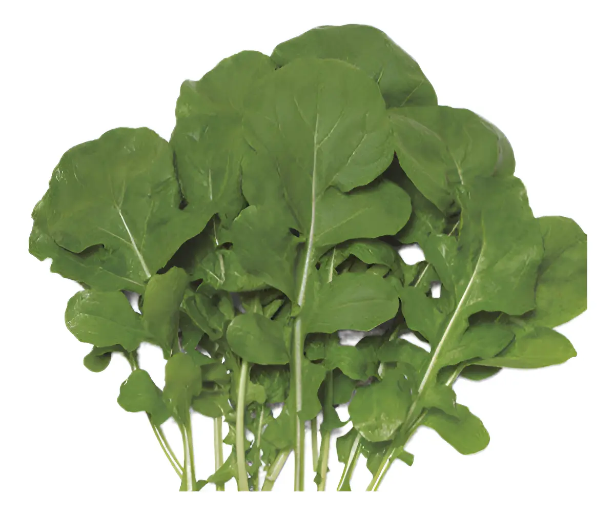 Sementes De Rúcula Cultivada Isla