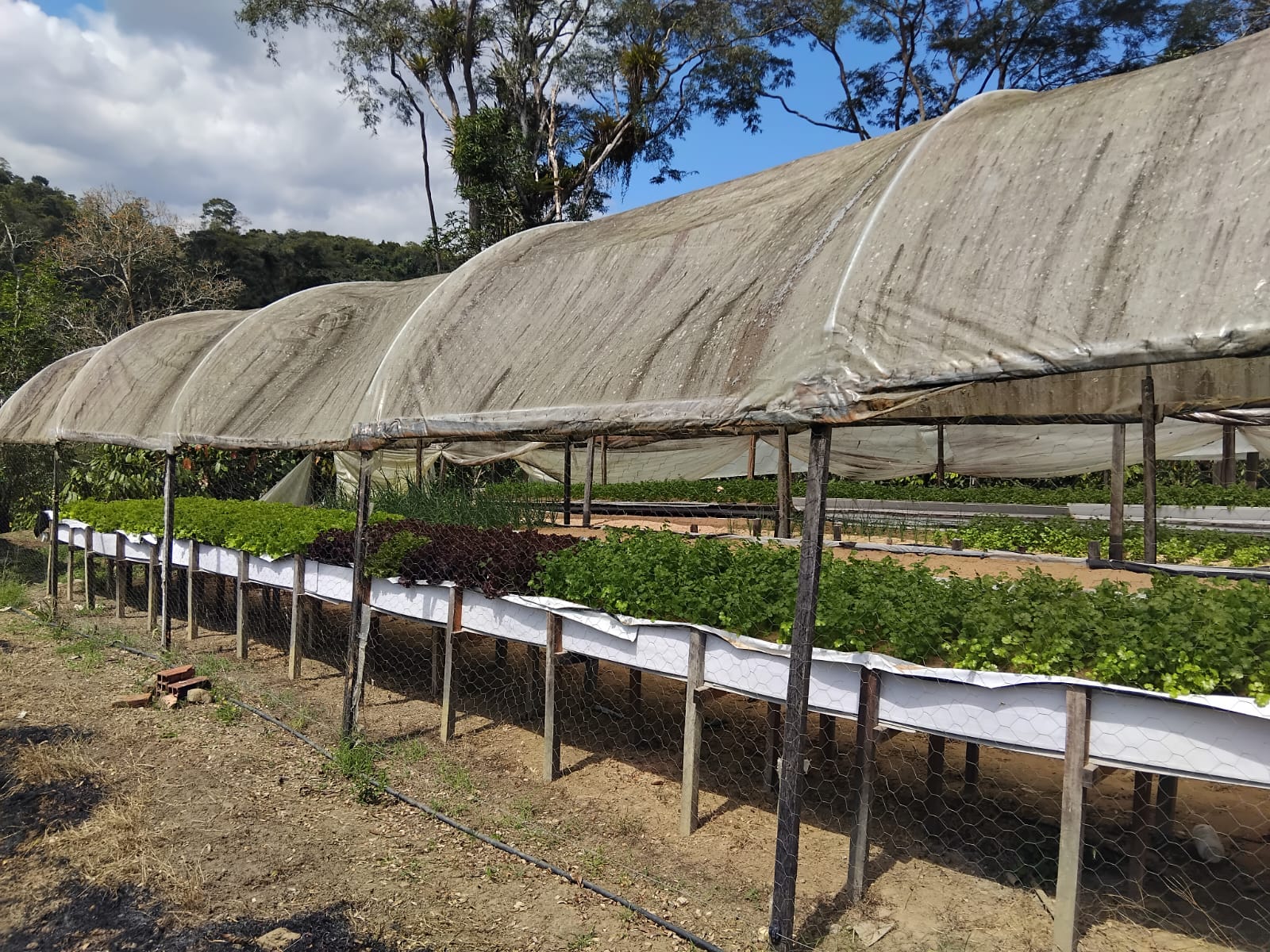 Na Fazenda Belmonte, a hortaliça cresce em areia