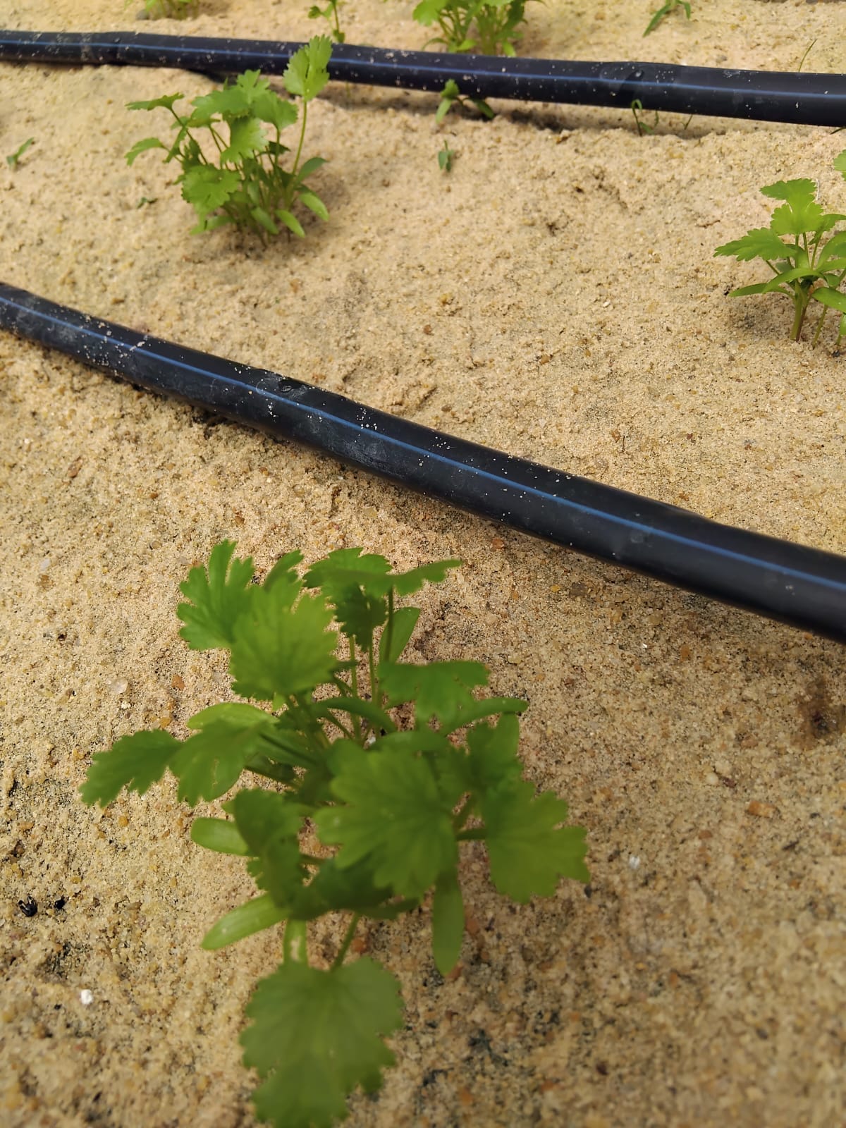 De perto: coentro novo na areia, com a linha de gotejo passando rente ao pé.